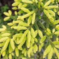 Picea orientalis `Aureospicata` ida-kuusk