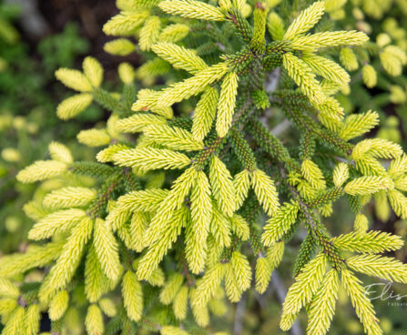 Picea orientalis `Aureospicata` ida-kuusk