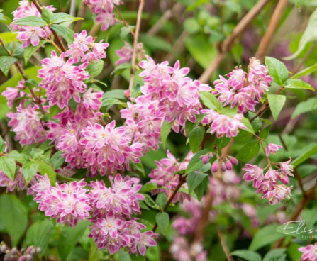 Deutzia x hybrida `Strawberry Fields` aed-deutsia (1)