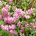 Deutzia x hybrida `Strawberry Fields` aed-deutsia (1)