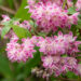 Deutzia x hybrida `Strawberry Fields` aed-deutsia (2)