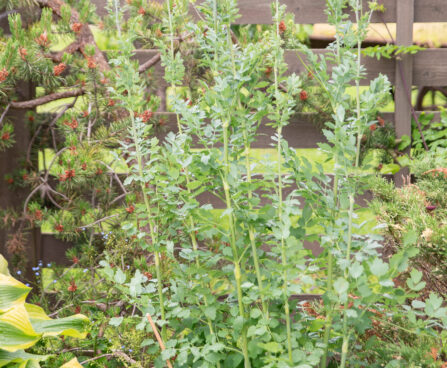 Thalictrum flavum glaucum kollane ängelhein