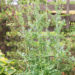Thalictrum flavum glaucum kollane ängelhein