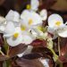 1551_8880_Begonia_semperflorens_Senator_IQ_Mix.JPG