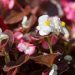 1551_8881_Begonia_semperflorens_Senator_IQ_Mix_2.JPG