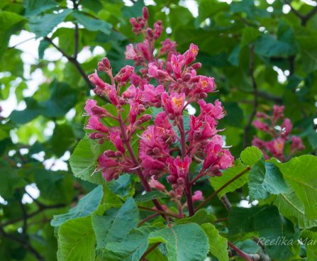 1609_7972_Aesculus.JPG