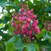 1609_7972_Aesculus.JPG