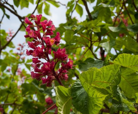 1609_7973_Aesculus_2.JPG