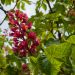 1609_7973_Aesculus_2.JPG