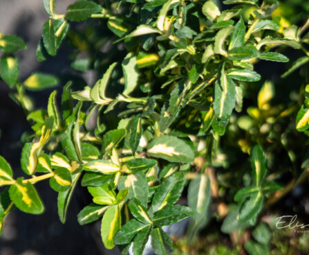 Euonymus fortunei `Blondy` fortunei kikkapuu (1)