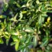 Euonymus fortunei `Blondy` fortunei kikkapuu (1)