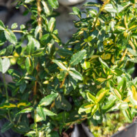 Euonymus fortunei `Blondy` fortunei kikkapuu (2)