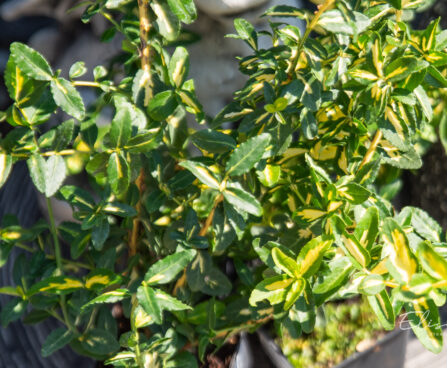 Euonymus fortunei `Blondy` fortunei kikkapuu (2)