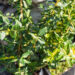 Euonymus fortunei `Blondy` fortunei kikkapuu (2)