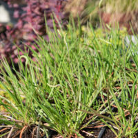 Plantago maritima rand-teeleht