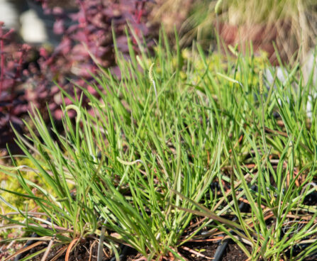 Plantago maritima rand-teeleht