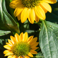 Echinacea purpurea `Sombrero Lemon Yellow` purpur-siilkübar (1)