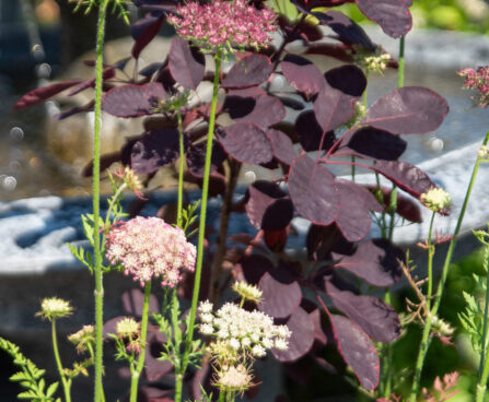Daucus carota `Dara` metsporgand (2)
