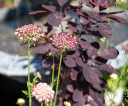 Daucus carota `Dara` metsporgand