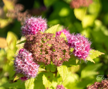 Spiraea japonica `Double Play Gold` jaapani enelas (1)