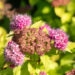 Spiraea japonica `Double Play Gold` jaapani enelas (1)