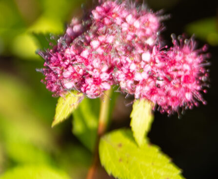 Spiraea japonica `Double Play Gold` jaapani enelas (2)