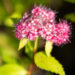 Spiraea japonica `Double Play Gold` jaapani enelas (2)
