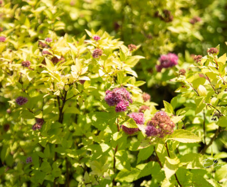 Spiraea japonica `Double Play Gold` jaapani enelas (3)