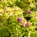Spiraea japonica `Double Play Gold` jaapani enelas (3)