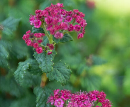 Spiraea japonica `Bullata` jaapani enelas