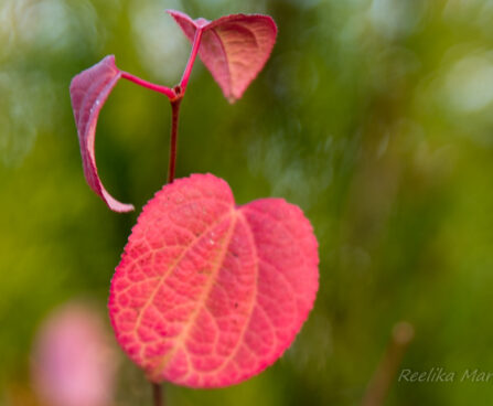 1619_6360_Cercidiphyllum_japonicum_.jpg