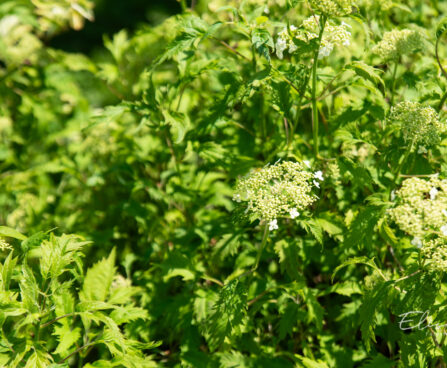 Hydrangea arborescens `Emerald Lace` puishortensia (1)