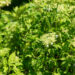 Hydrangea arborescens `Emerald Lace` puishortensia (1)