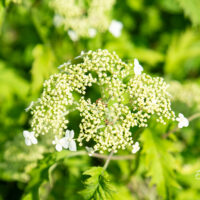 Hydrangea arborescens `Emerald Lace` puishortensia (2)