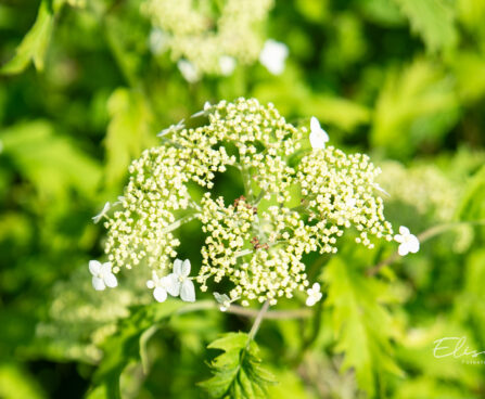 Hydrangea arborescens `Emerald Lace` puishortensia (2)