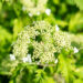 Hydrangea arborescens `Emerald Lace` puishortensia (2)