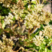Sedum spurium var. album `Superbum` roomav kukehari