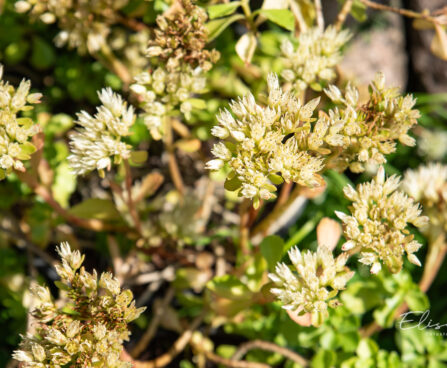 Sedum spurium var. album `Superbum` roomav kukehari