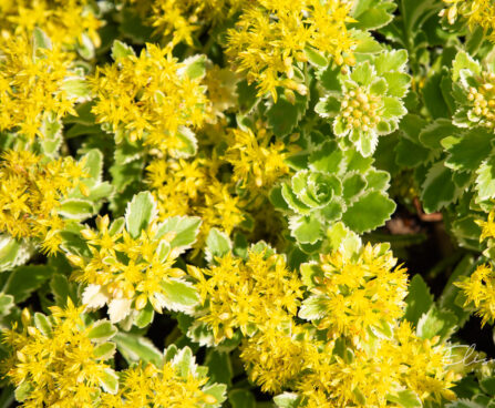 Sedum `Atlantis` kukehari (1)