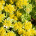Sedum `Atlantis` kukehari (1)