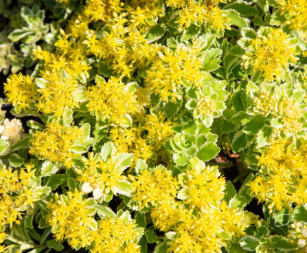 Sedum `Atlantis` kukehari (2)