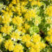 Sedum `Atlantis` kukehari (2)