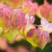 1619_9628_Cercidiphyllum_japonicum_jaapani_juudapuulehik_4.jpg