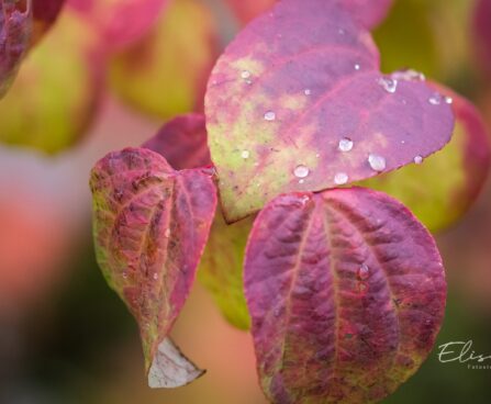 1619_9629_Cercidiphyllum_japonicum_jaapani_juudapuulehik_6.jpg