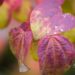 1619_9629_Cercidiphyllum_japonicum_jaapani_juudapuulehik_6.jpg