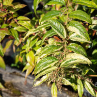 Leucothoe walteri `Rainbow` walteri kobarküüvits (1)