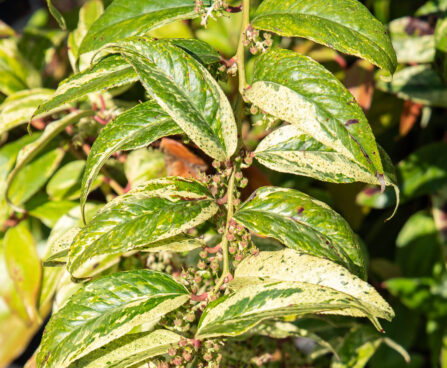 Leucothoe walteri `Rainbow` walteri kobarküüvits (2)