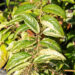 Leucothoe walteri `Rainbow` walteri kobarküüvits (2)