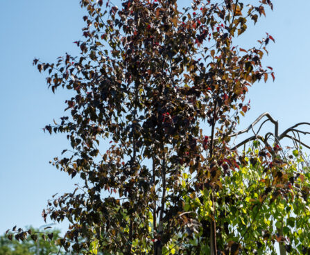 Betula albosinensis `Fascination` punane kask (1)