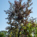 Betula albosinensis `Fascination` punane kask (1)